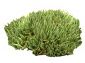 Cubresuelo para clima desértico