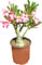 Adenium