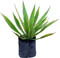 Agave angustifolia Marginata