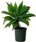 Agave attenuata