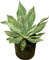 Agave plateado