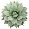 Agave parrasana