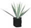 Agave tequilero azul