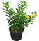 Alamanda enana