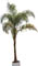 Palma coco plumoso
