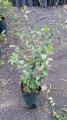 Abelia