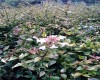 Abelia