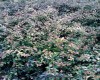 Abelia