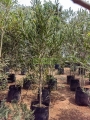 Acacia dorada