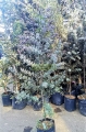 Acacia morada
