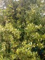 Acacia negra