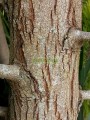 Acacia negra