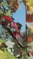 Maple canadiense
