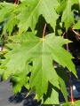 Maple rojo October glory