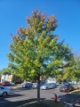Maple rojo October glory