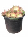 Aeonium Kiwi