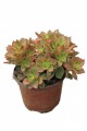 Aeonium Kiwi