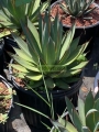 Agave Blue Glow