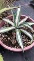 Agave americana Picta Alba