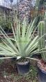 Agave angustifolia 