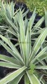 Agave angustifolia Marginata