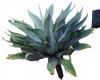 Agave attenuata