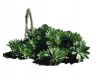 Agave attenuata