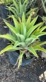 Agave cimarron