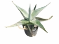 Maguey Plateado