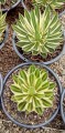 Agave Cuadricolor
