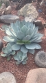 Agave parryi