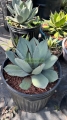 Agave parryi
