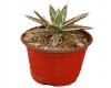 Agave parviflora