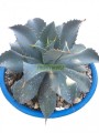 Agave papalome
