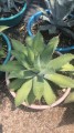 Agave shawii