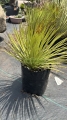 Agave espadín