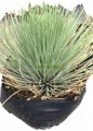 Agave stricta