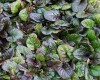 Ayube verde