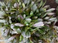 Ayube verde