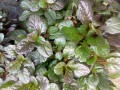 Ayube verde
