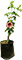 Alamanda Cherry