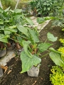 Alocasia cucullata
