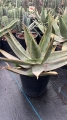 Aloe striata