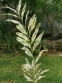Ginebra variegata