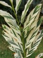 Ginebra variegata