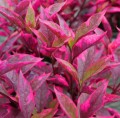 Alternatea Pink
