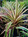 Bromelia Piña silvestre variegada