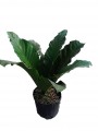 Anturio Jungle King