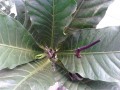 Anturio Jungle King
