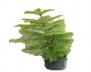 Araucaria